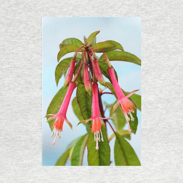 Fuchsia denticulata   AGM by chrisburrows